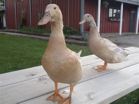 female orpington duck|More.